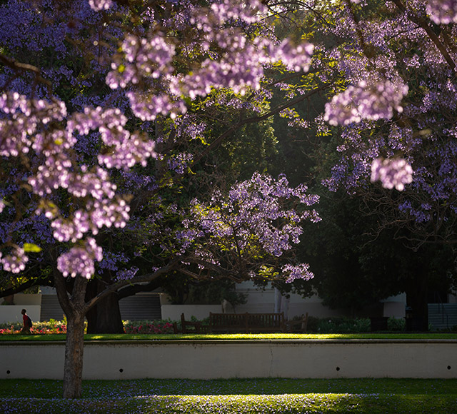 A view of the academic quad with jacaranda trees in full bloom