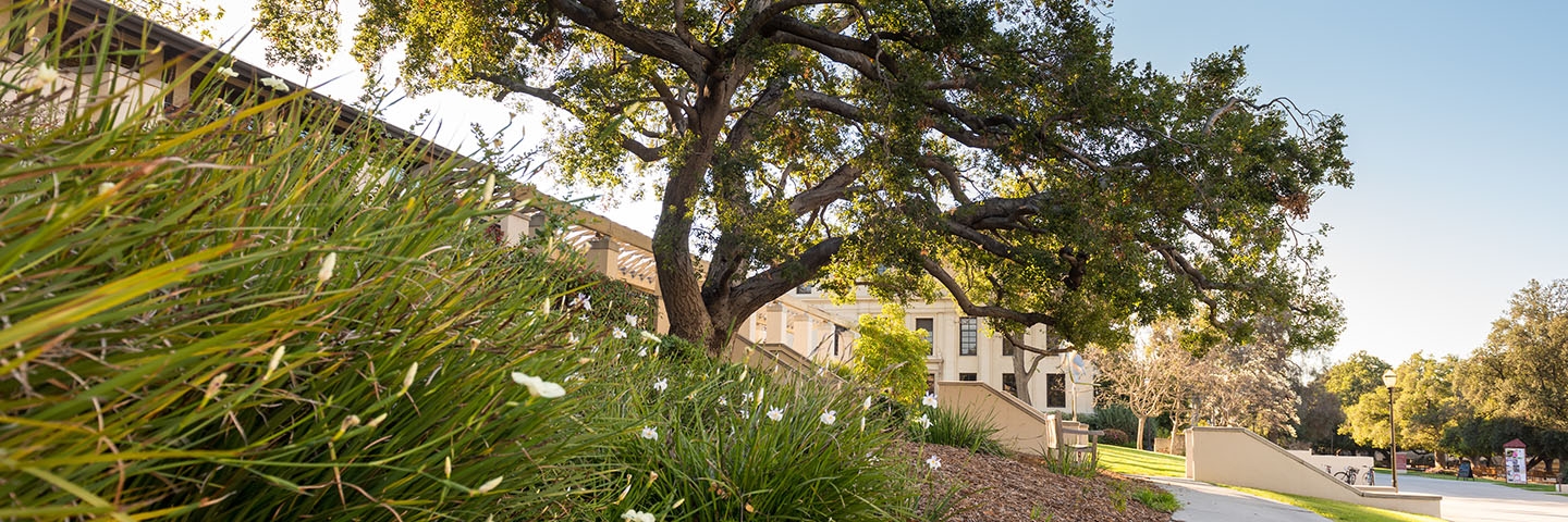 View of a tree from south of the Quad