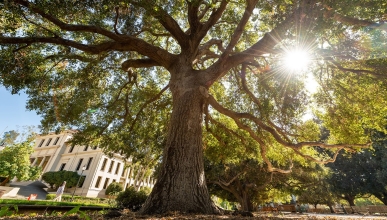 Occidental College