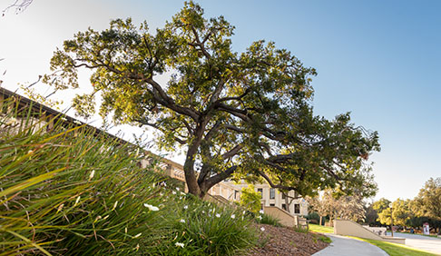 View of a tree from south of the Quad